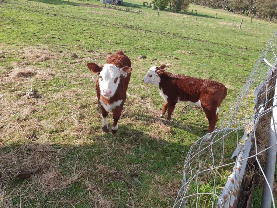 Handsome Hills Dairy Retreat Won Wron Esterno foto